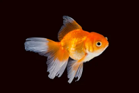 butterfly oranda goldfish