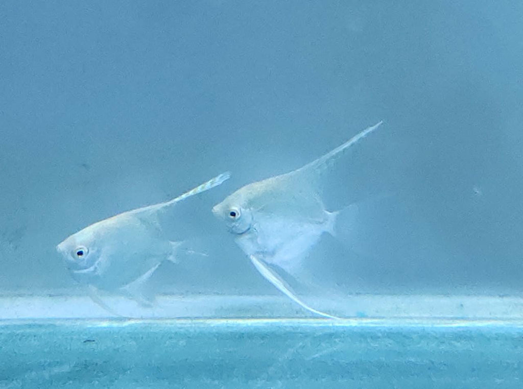 Platinum Angel - 3-4'