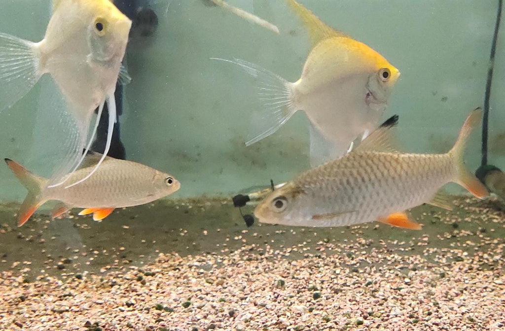 Lemon fin Barb