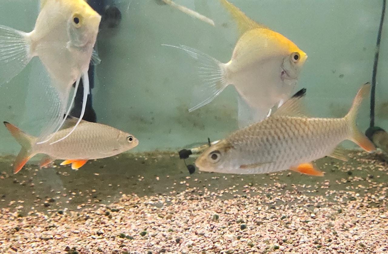 Lemon fin Barb