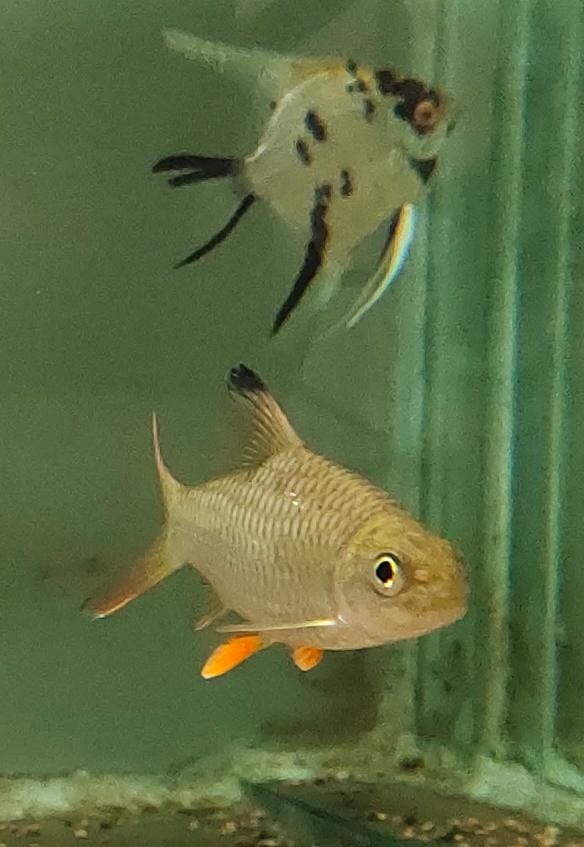 Lemon fin Barb1