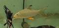 Lemon fin Barb3