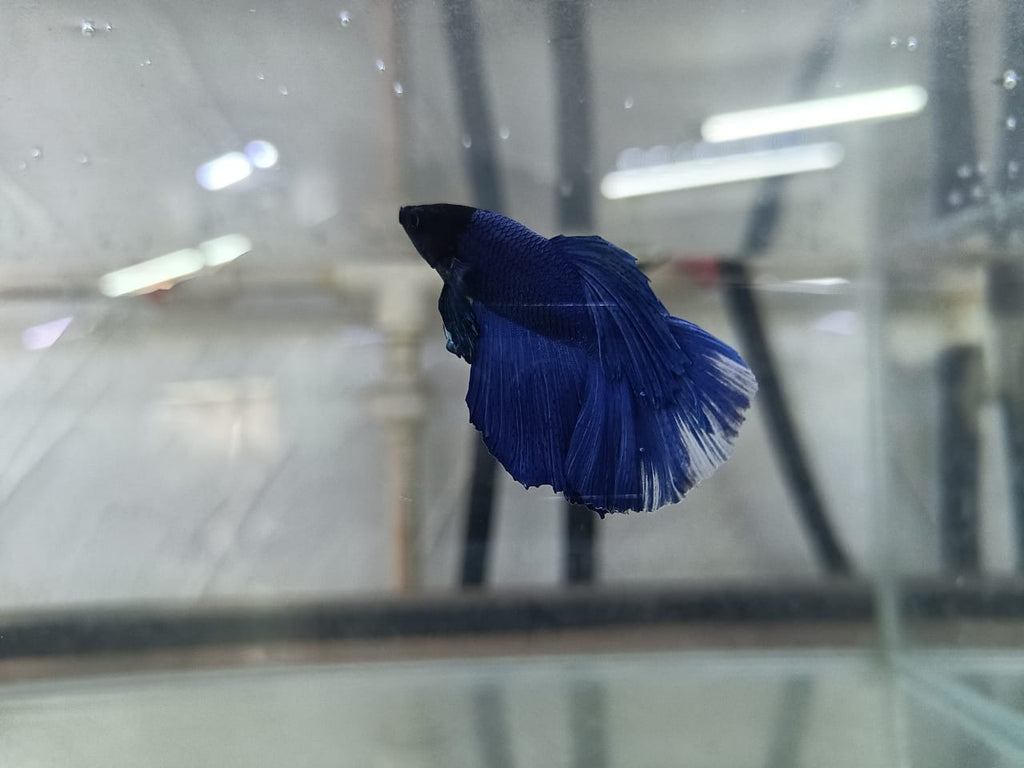 Full moon betta
