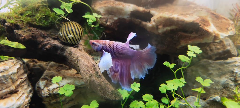 Elephant Ear Bettas Fish