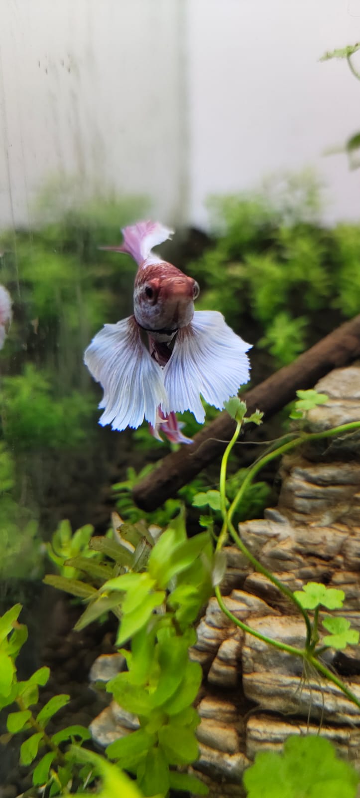 Elephant Ear Bettas Fish1