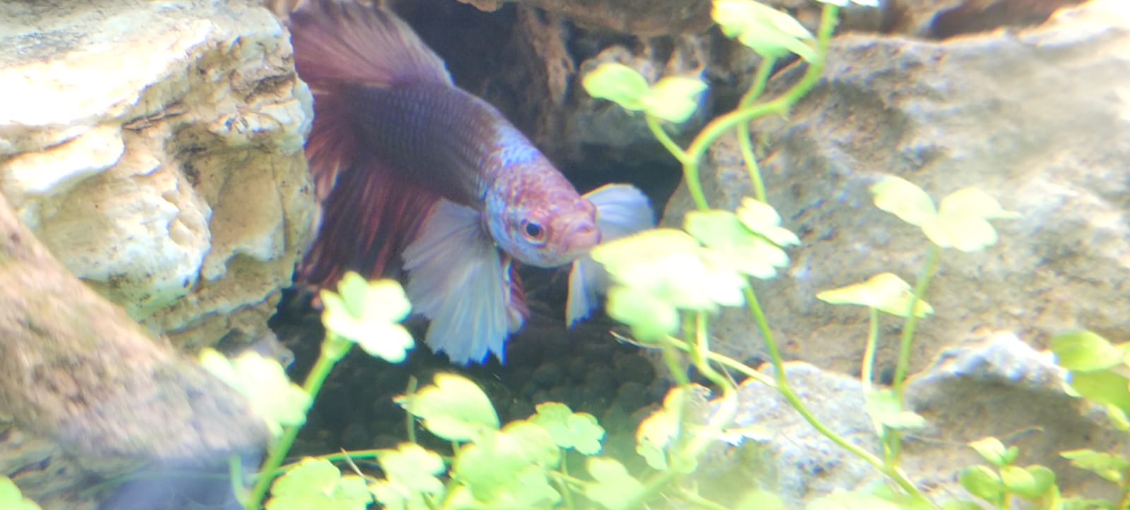 Elephant Ear Bettas Fish2