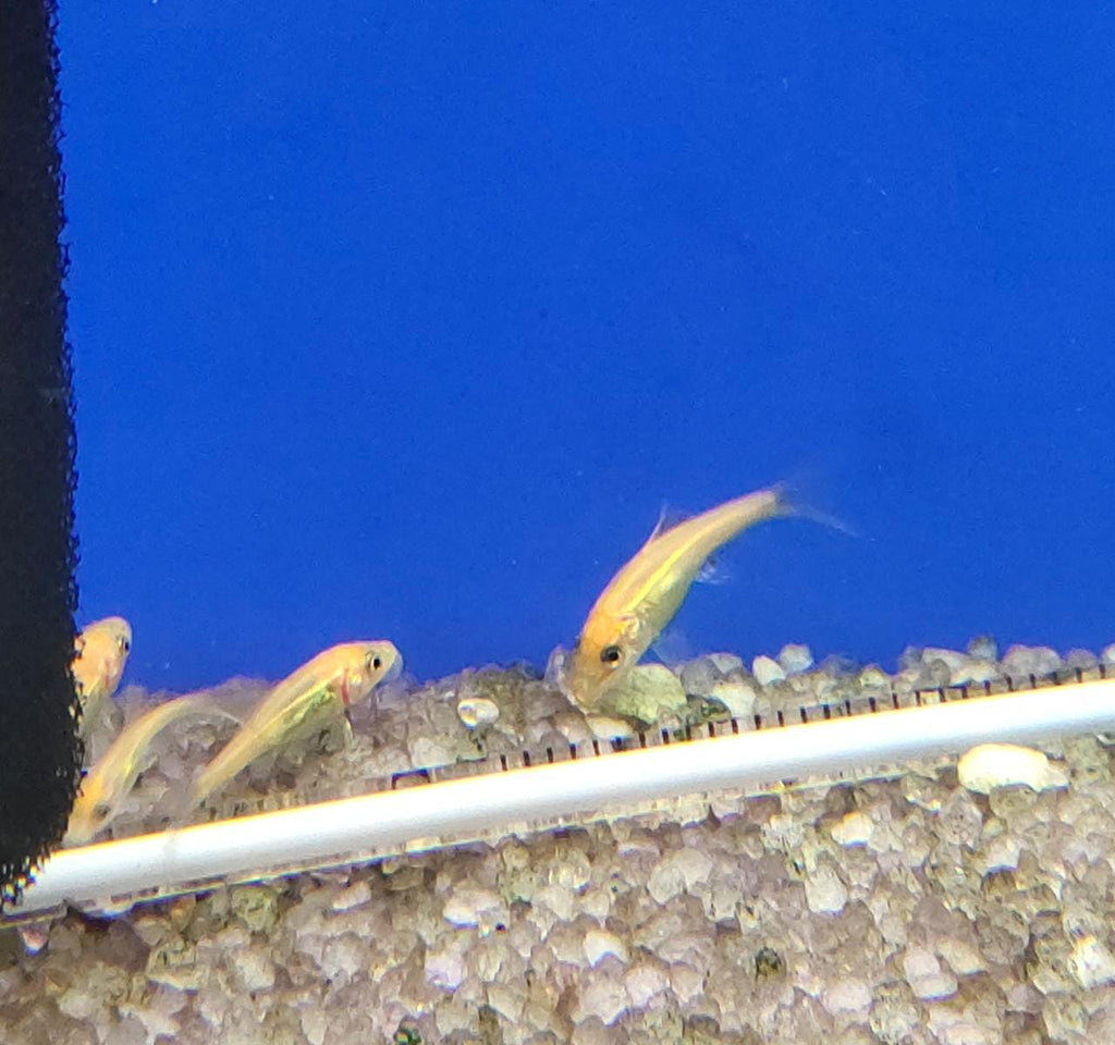 Golden algae eater