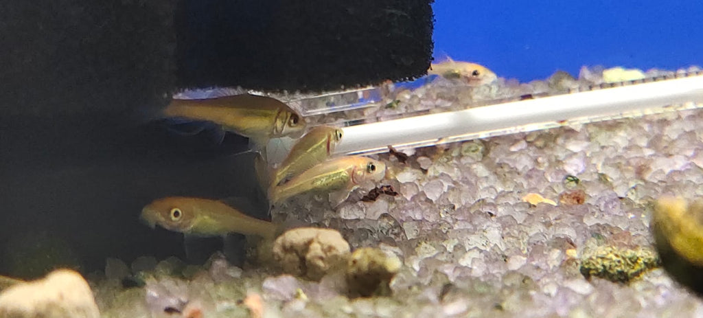 Golden algae eater