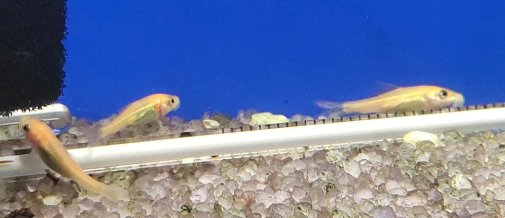 Golden algae eater
