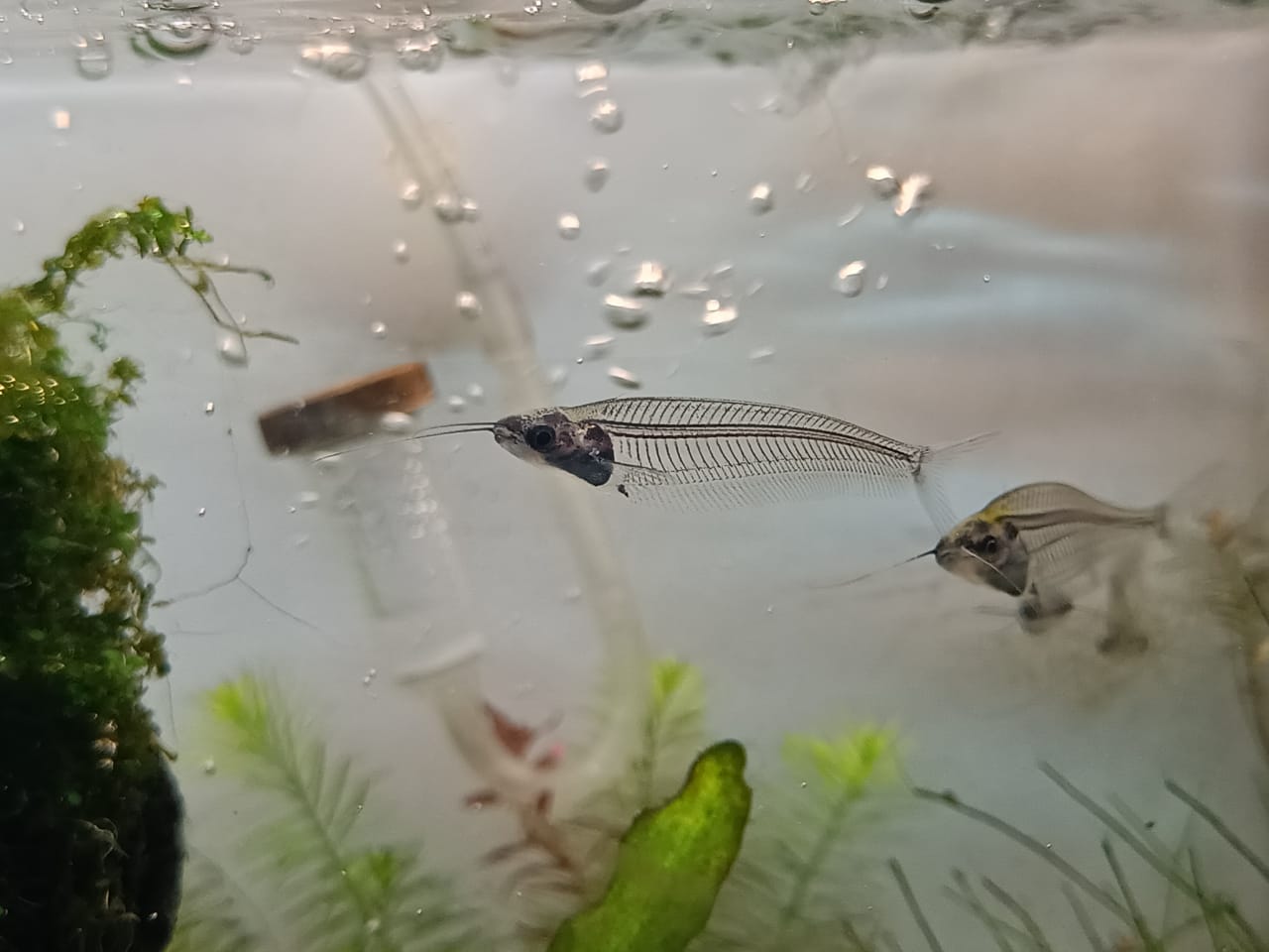Thailand glass cat fish1