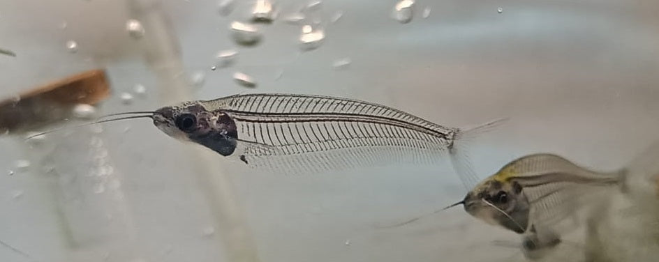Thailand glass cat fish