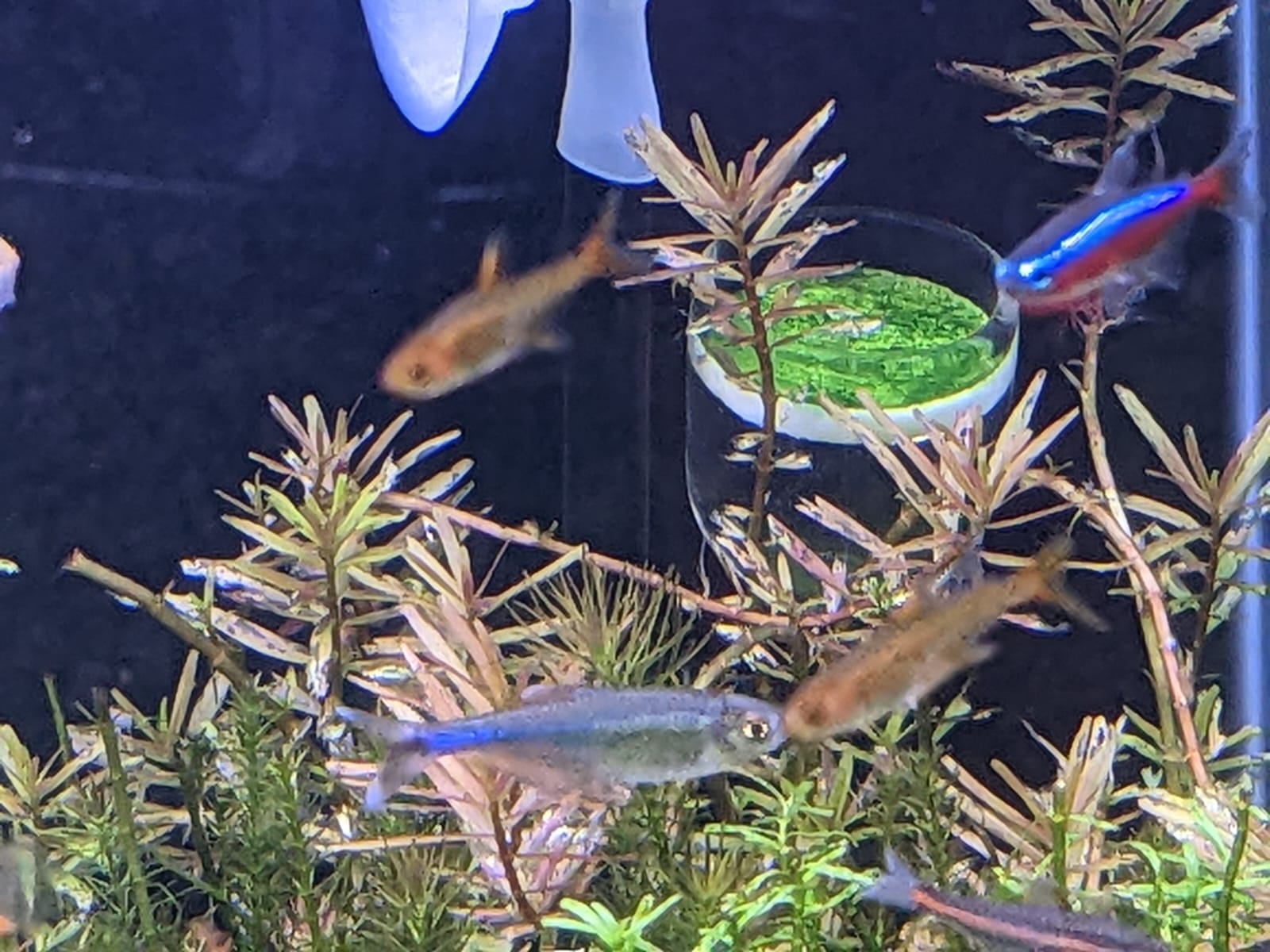 Blue cochu tetra1