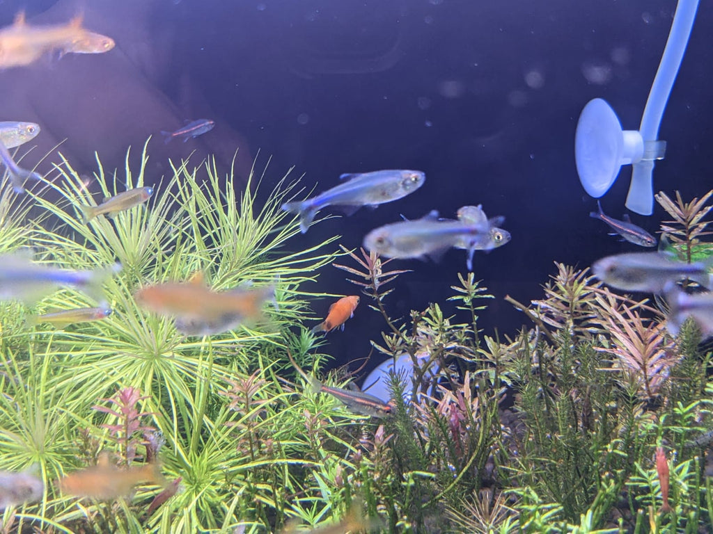 Blue cochu tetra2