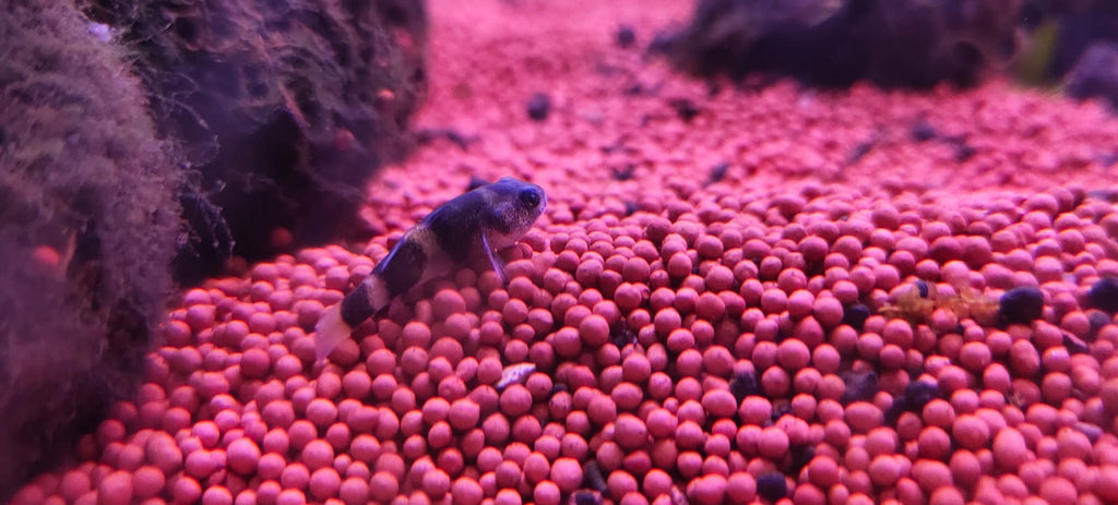 Bumblebee Goby