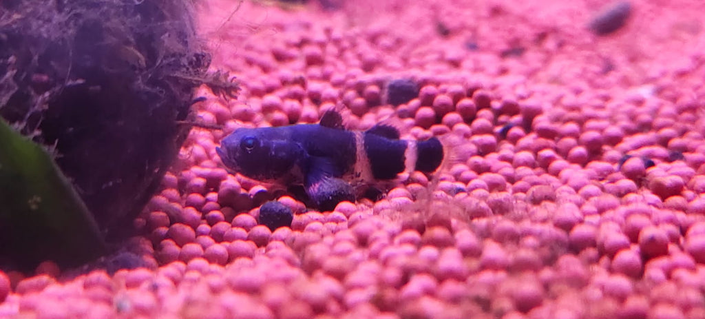 Bumblebee Goby