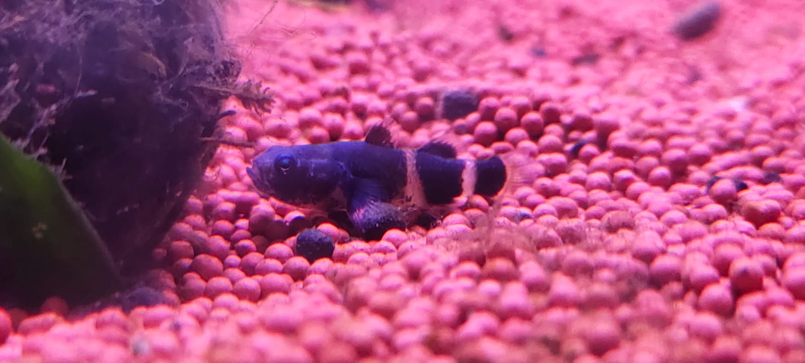 Bumblebee Goby