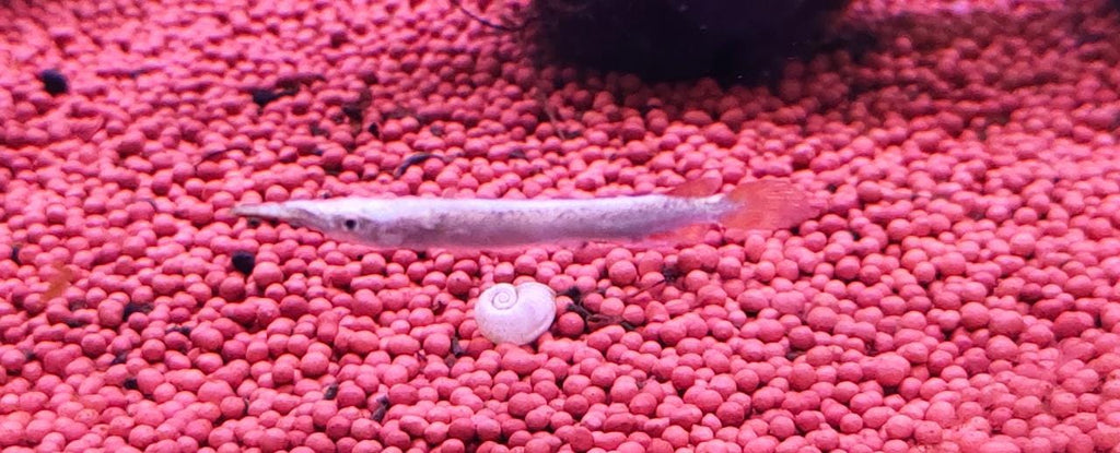Platinum Halfbeak