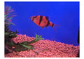 Redtigerbarb-1-1