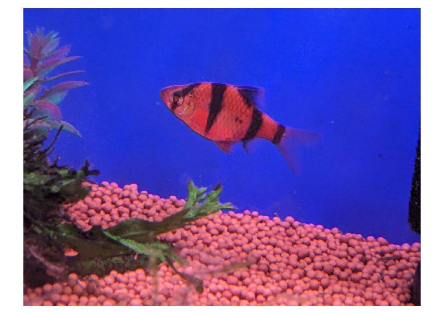 Redtigerbarb-1-1