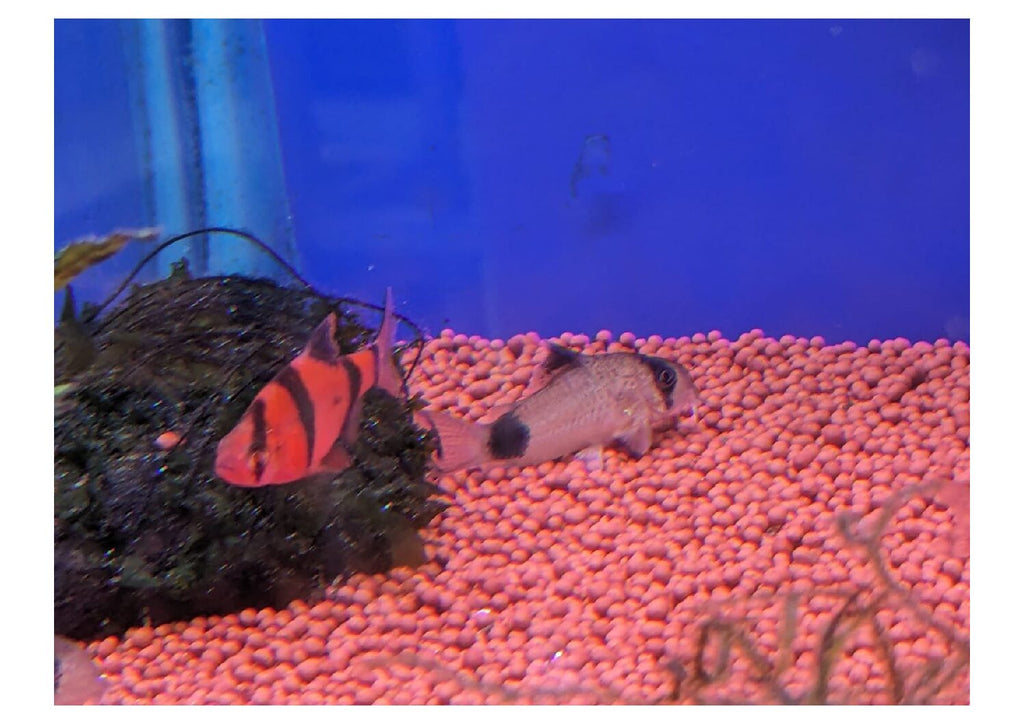 Redtigerbarb-2