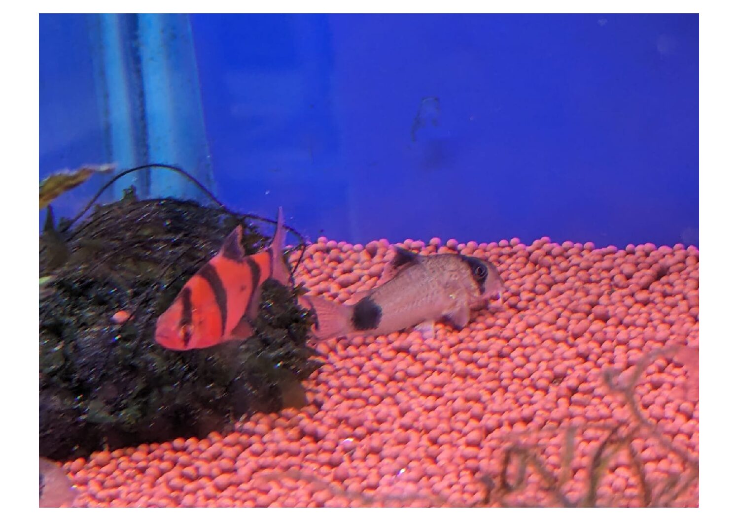 Redtigerbarb-2