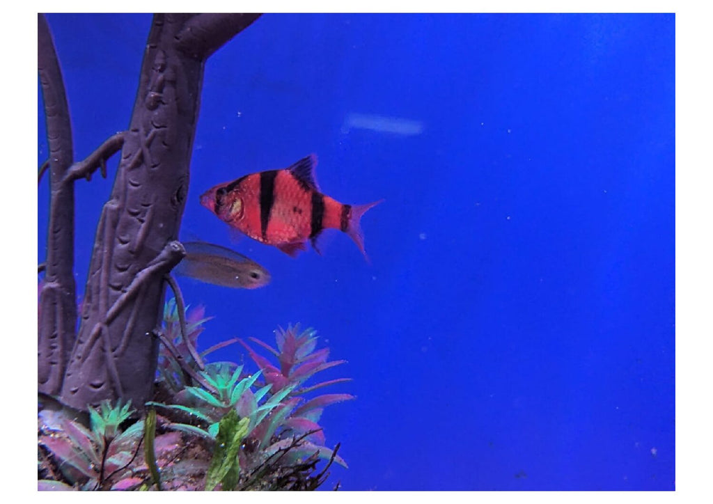 Redtigerbarb-3