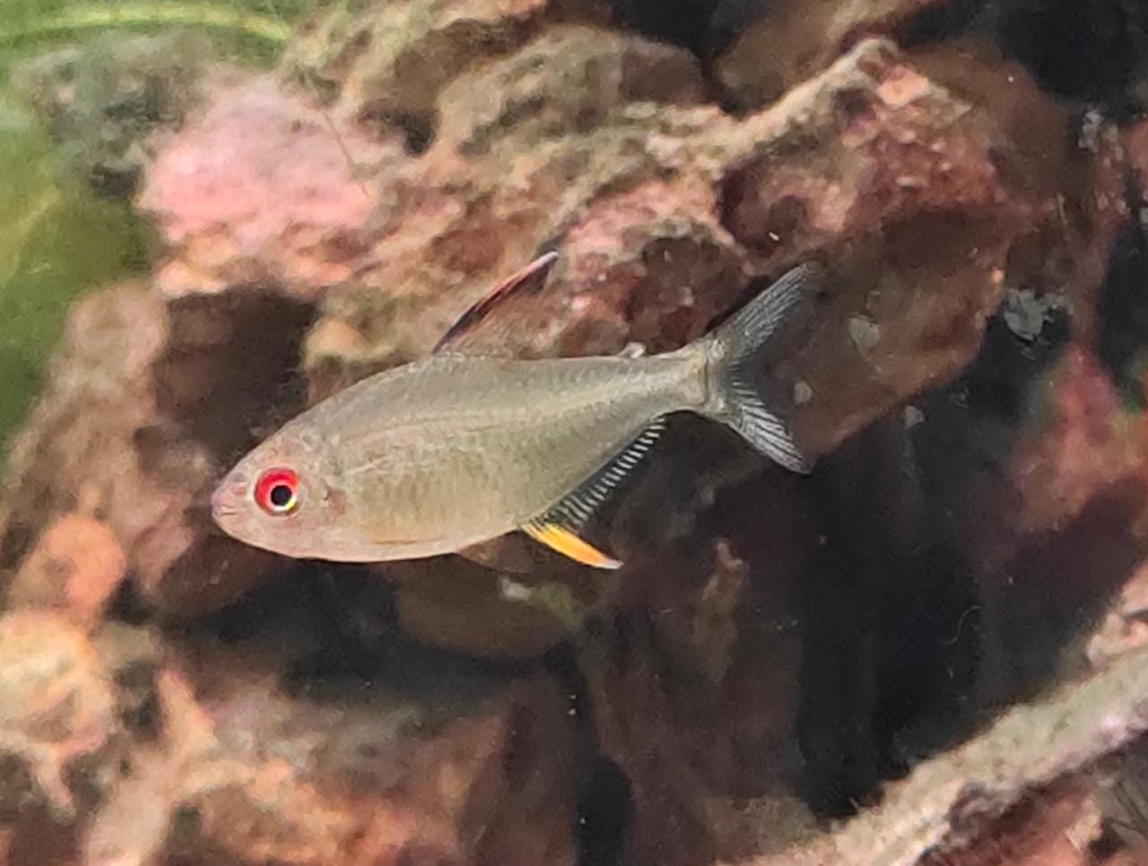 Lemon fin