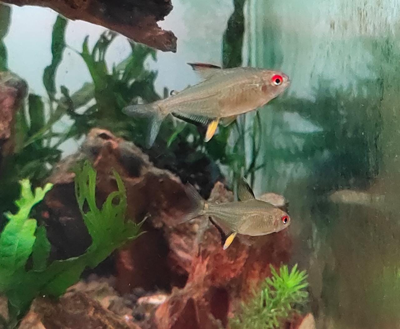 Lemon fin1
