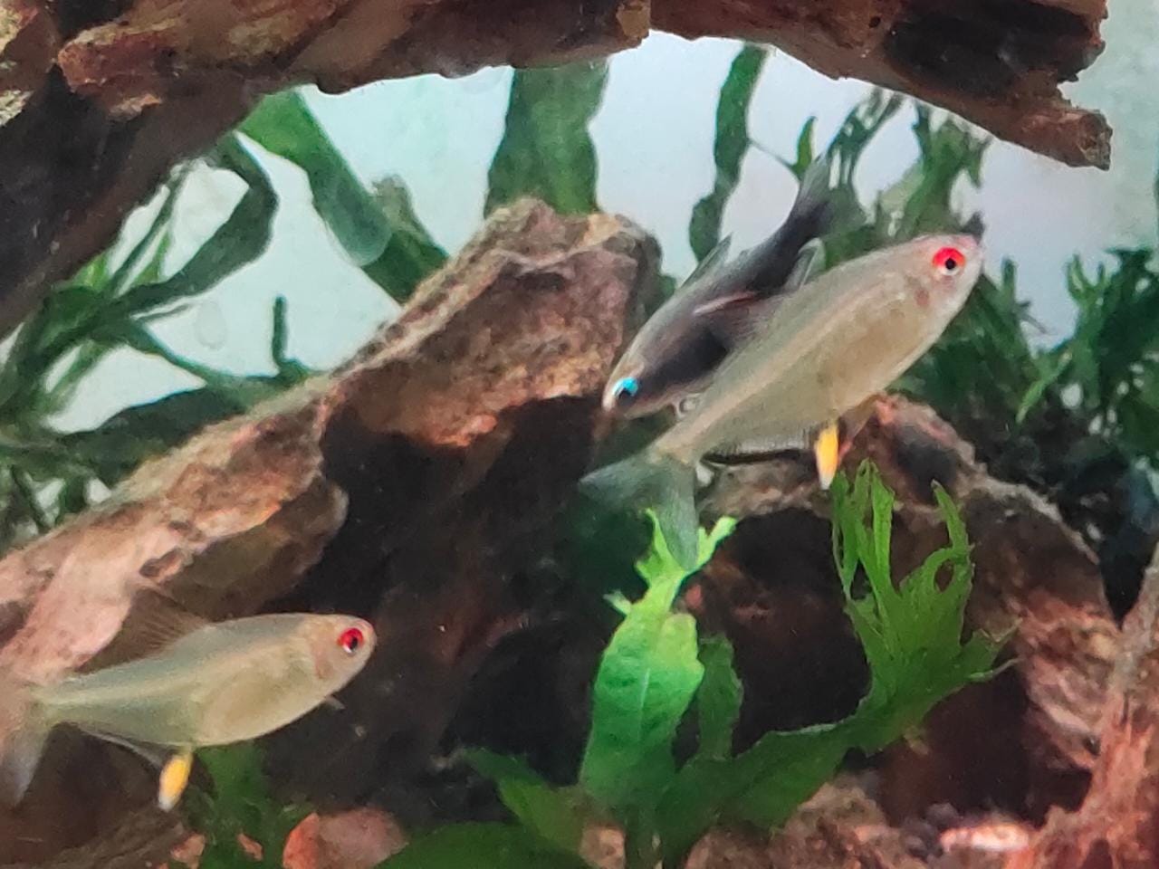 Lemon fin2