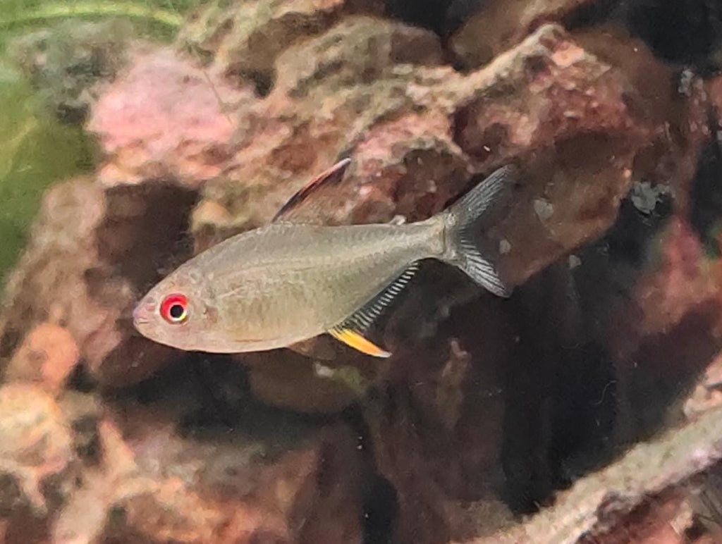 Lemon fin