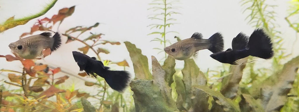 Jet Black guppy