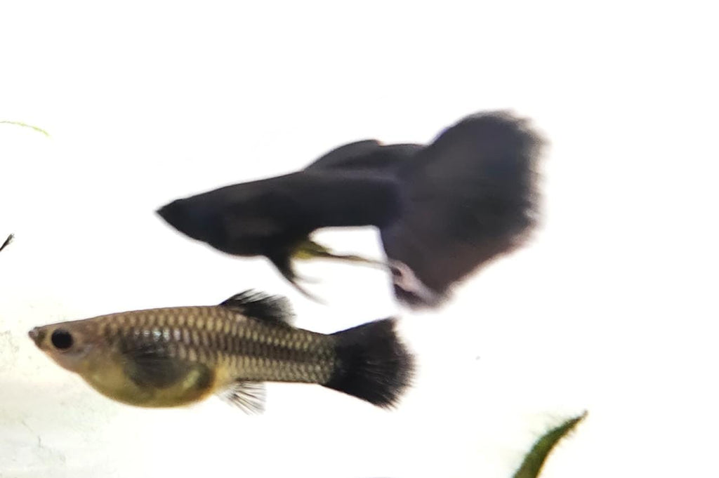 Jet Black guppy1