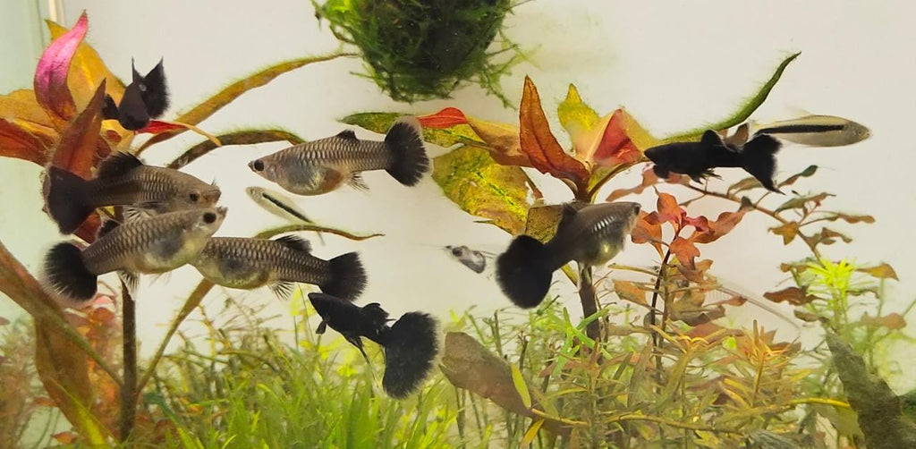Jet Black guppy2