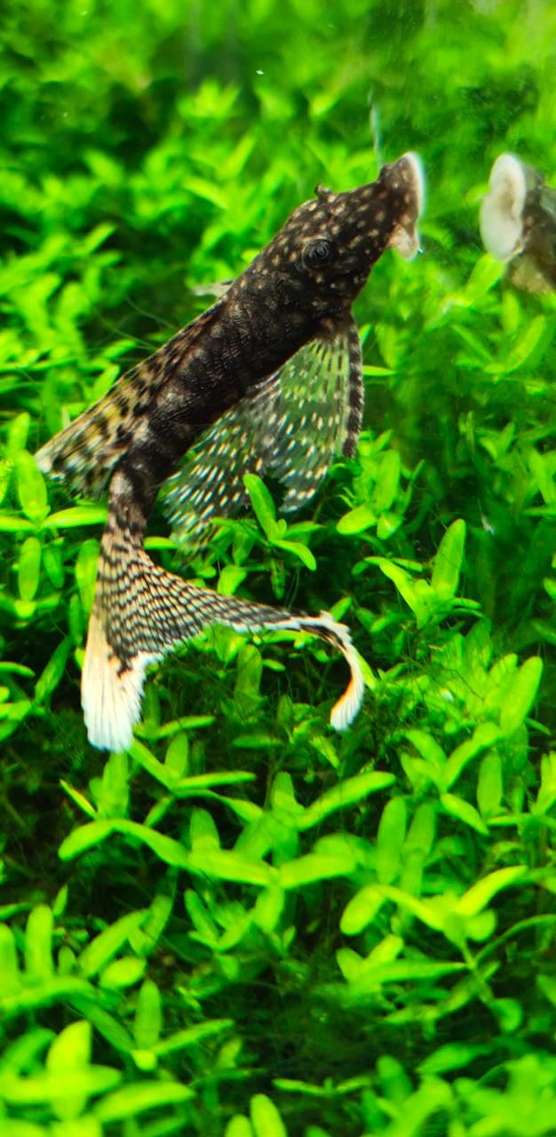 Vell tail black Brstlenose