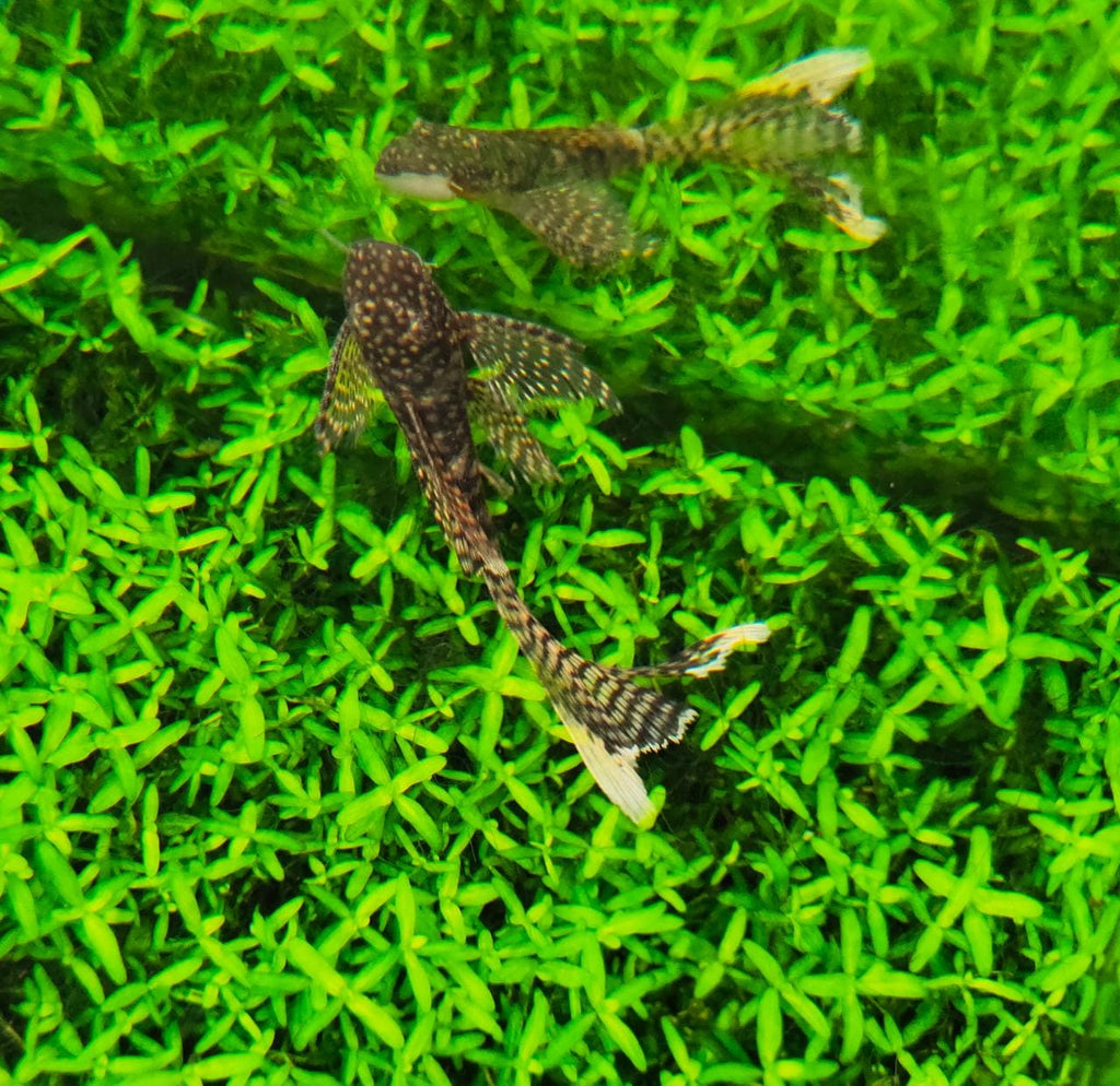 Vell tail black Brstlenose1