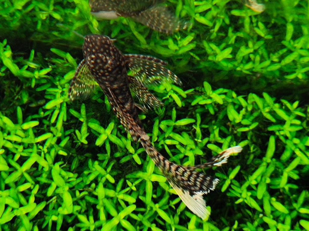 Vell tail black Brstlenose2