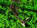 Vell tail black Brstlenose2