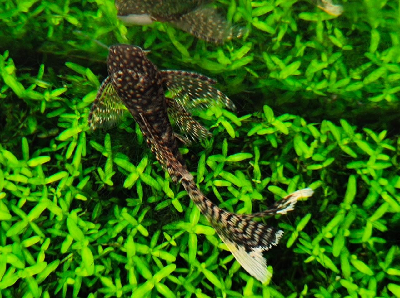 Vell tail black Brstlenose2