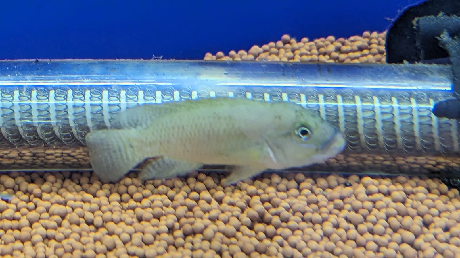 Telmatochromis Temporalis