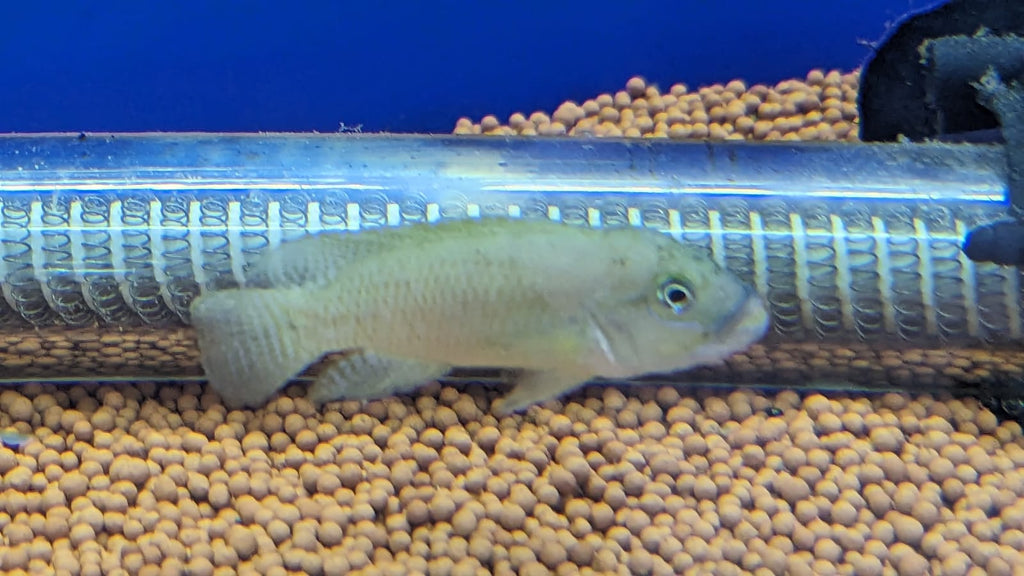 Telmatochromis Temporalis