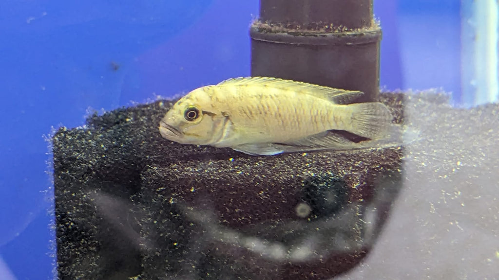 Telmatochromis Temporalis