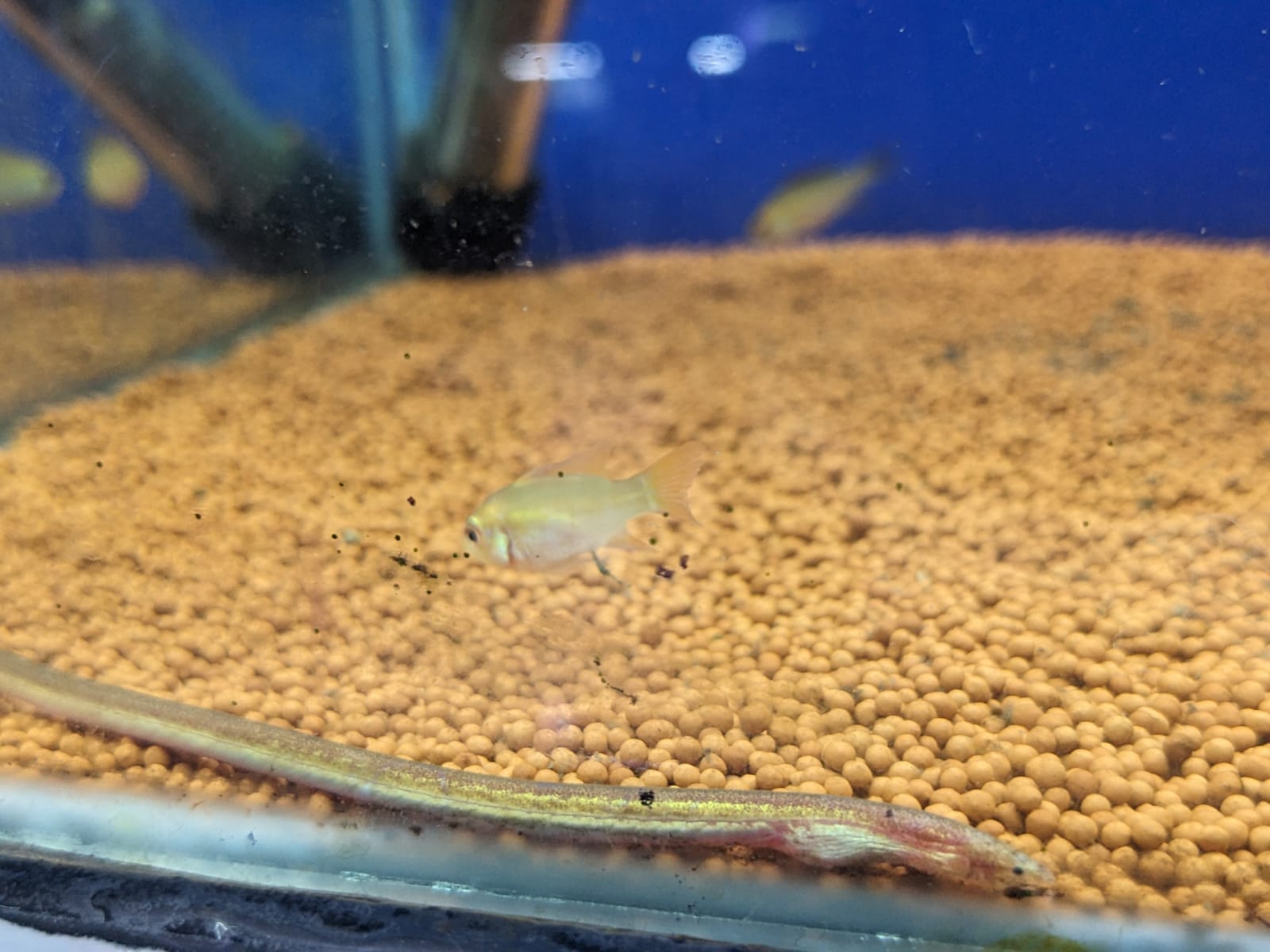 Golden rams