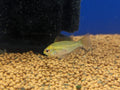 Golden rams