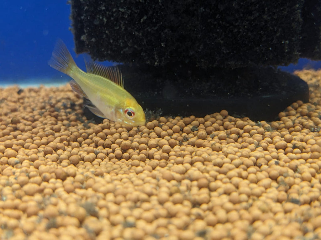 Golden rams
