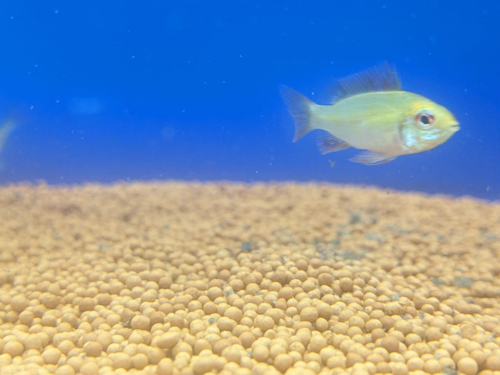 Golden rams