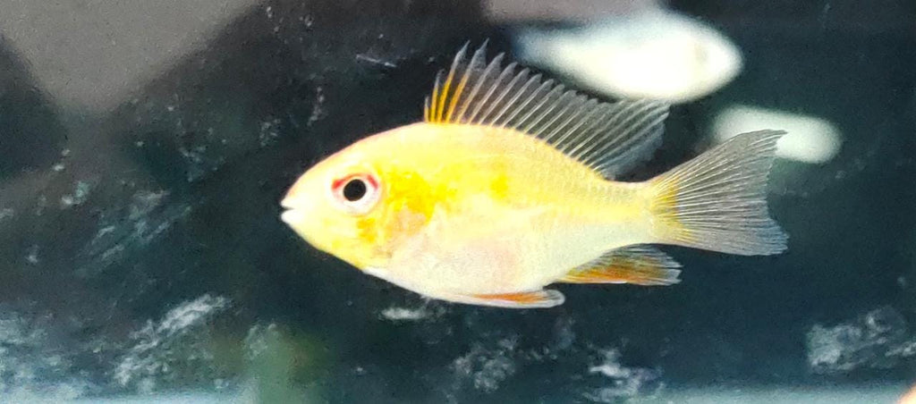 Golden rams