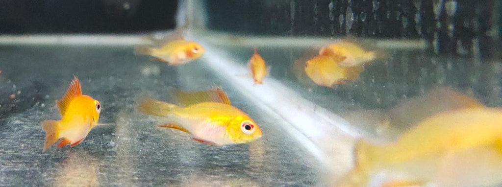 Golden rams