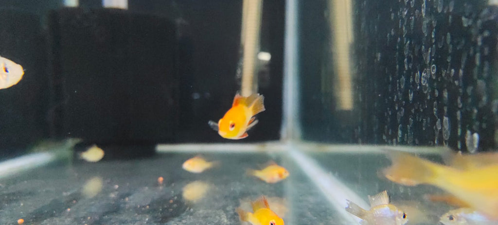 Golden rams