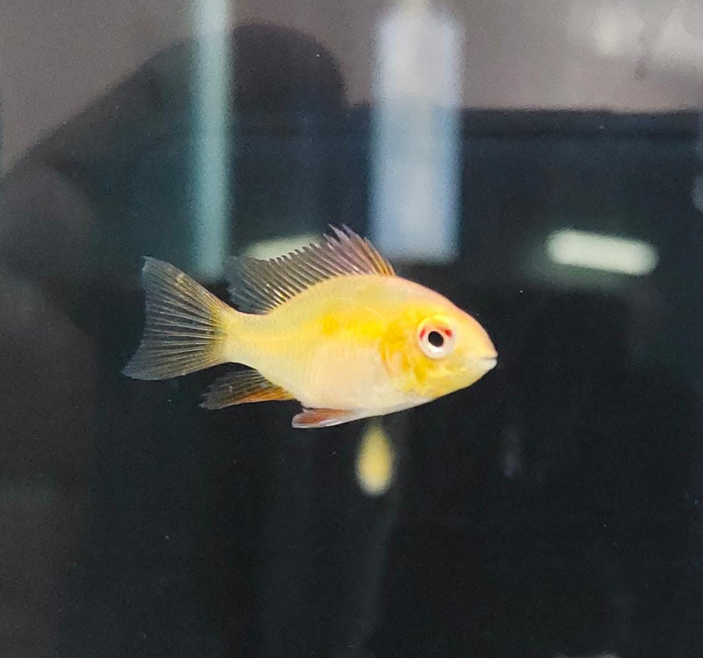 Golden rams