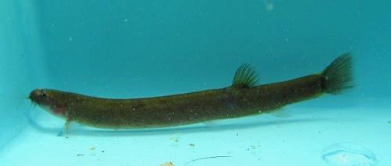 BlackKuhliLoach1